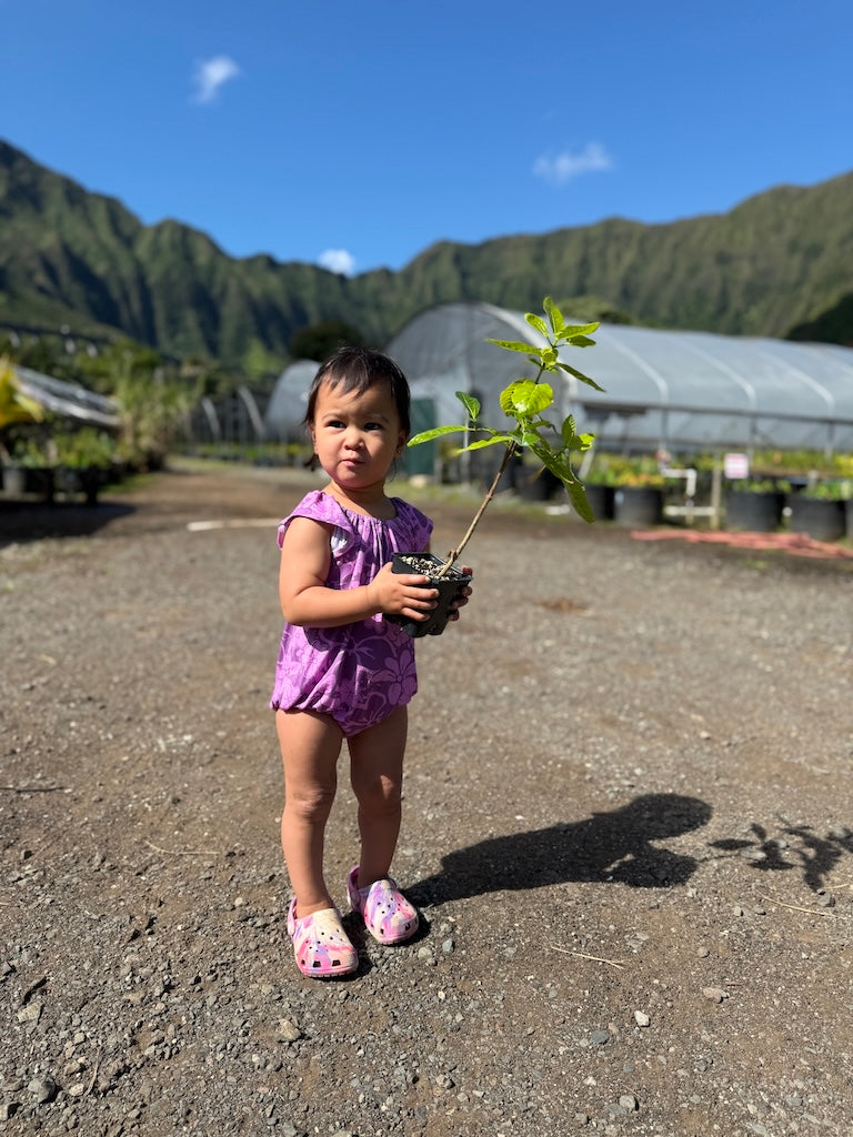 Nāʻū Bamboo Pua Flutter Bodysuit
