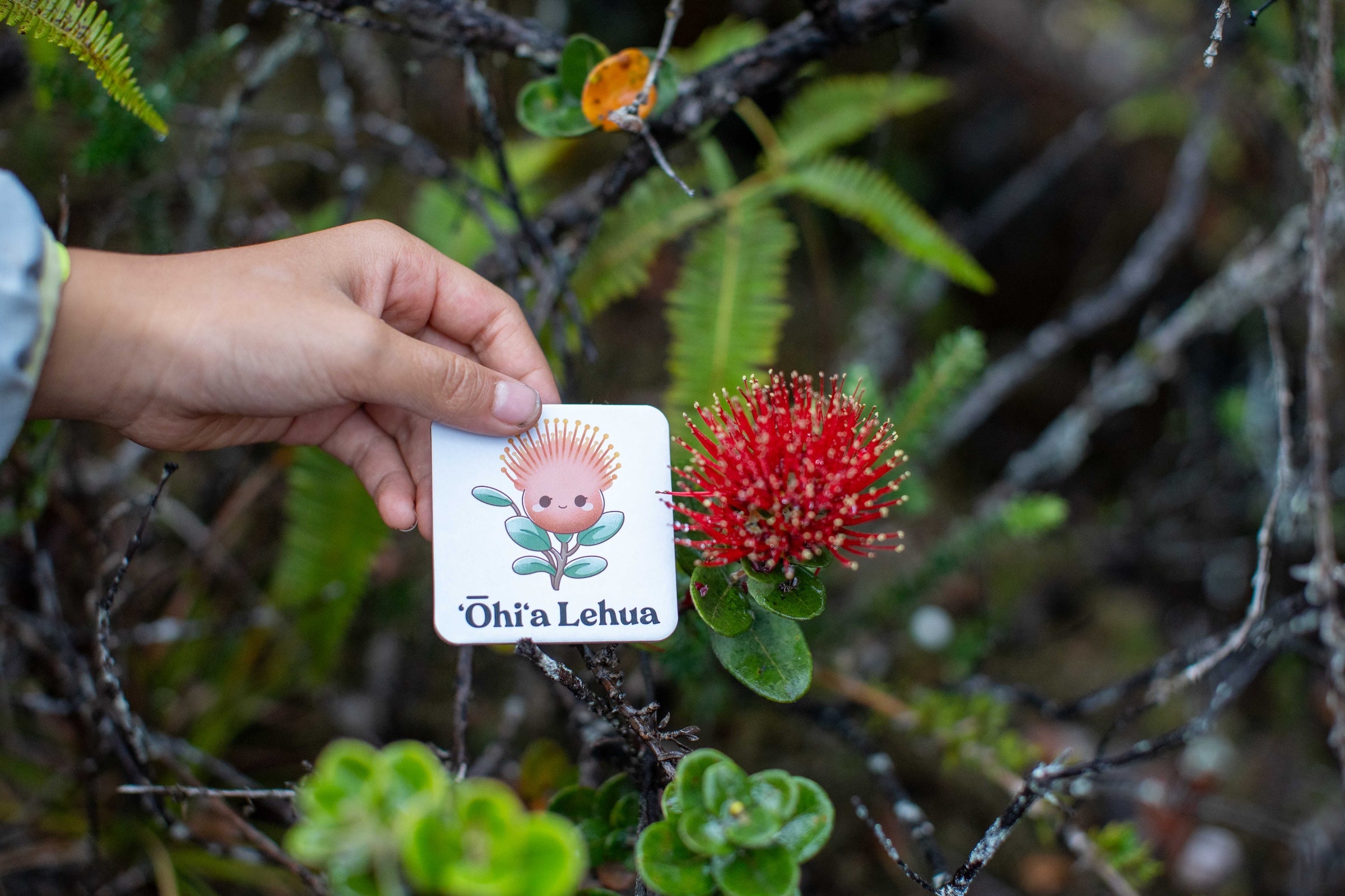 The Memory Game: Mauna Kea