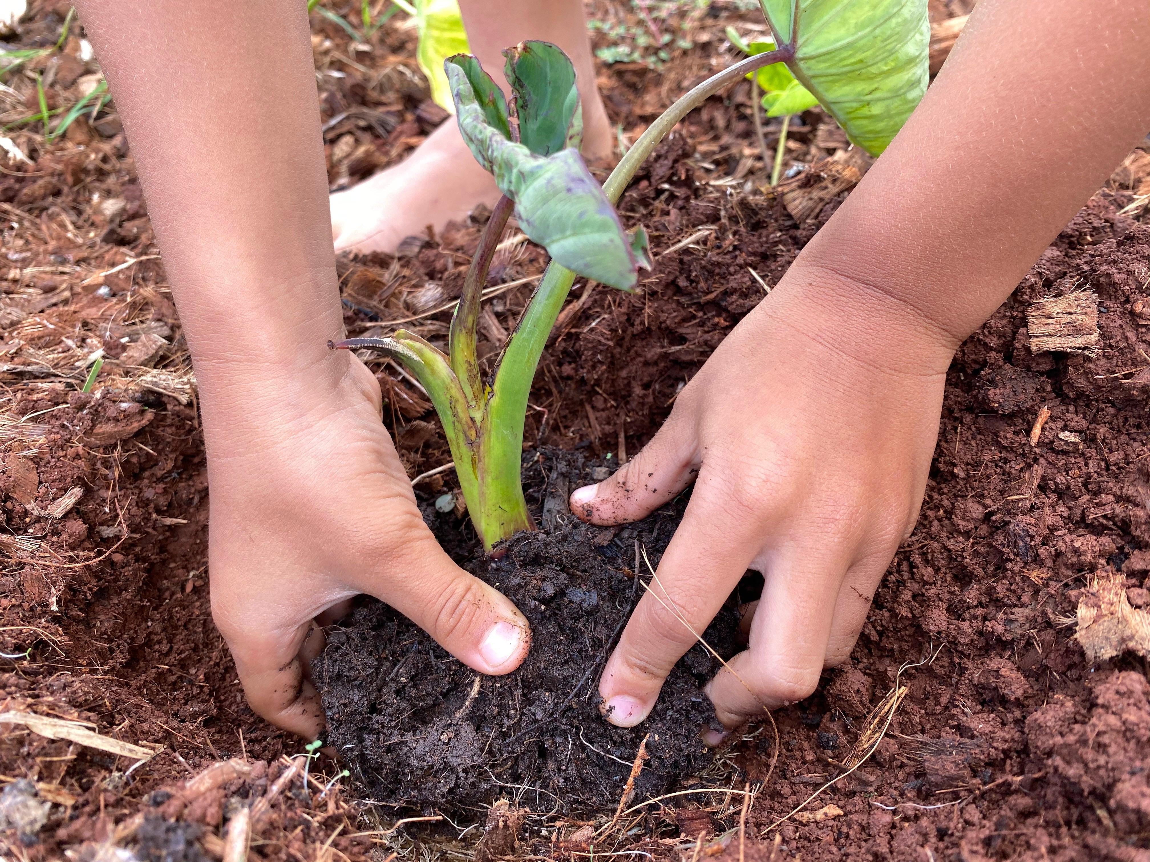 Native Hawaiian Plant Month (April): How Kalo Brought Our Garden (and Us) Back to Life