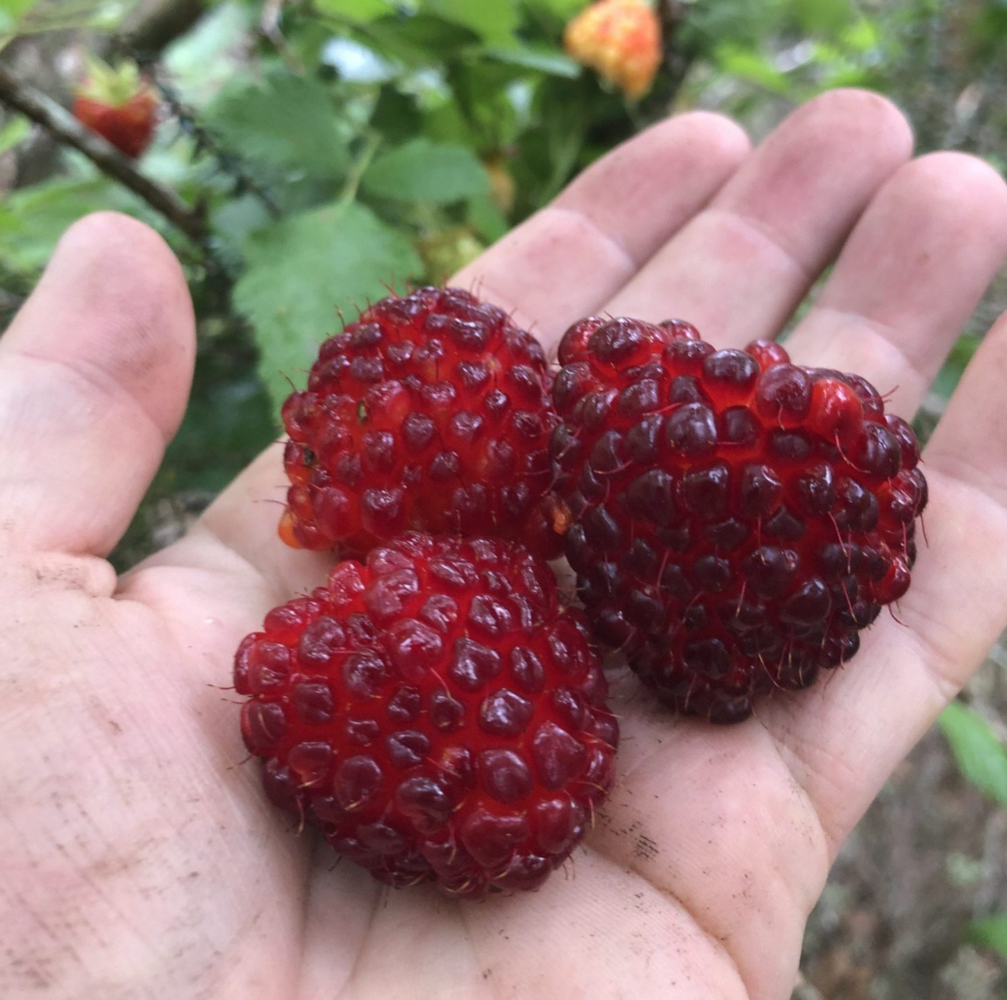 Hawaii Island Seeds: Akala, Hawaiian Blackberry/Raspberry, Red Fruit
