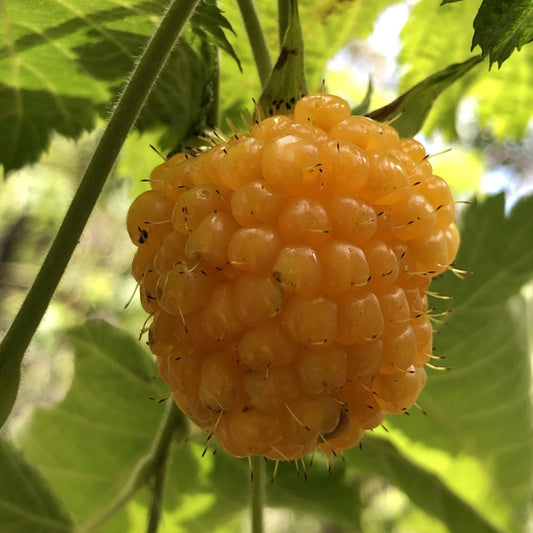 Mea Kanu Seed Kit: Akala, Hawaiian Blackberry/Raspberry, Yellow Fruit