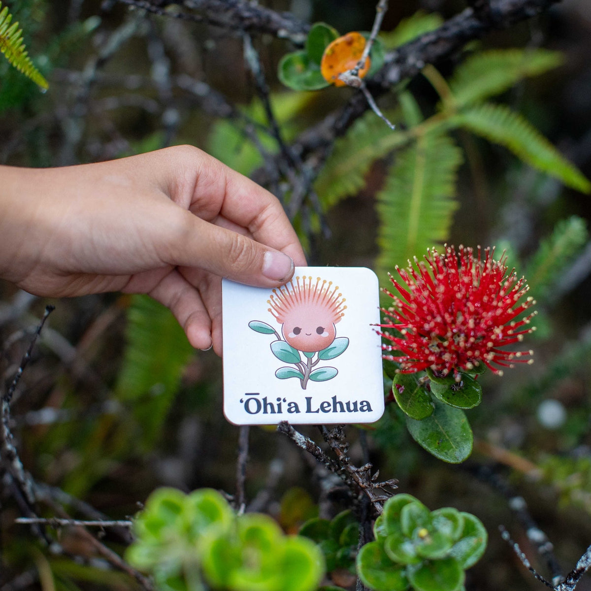 Hand holding a card with a floral design in front of a red ohia lehua flower in a natural setting