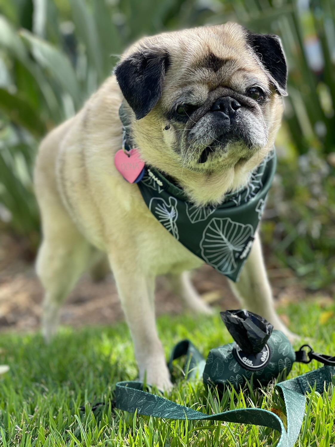 oona the pug green kalo set