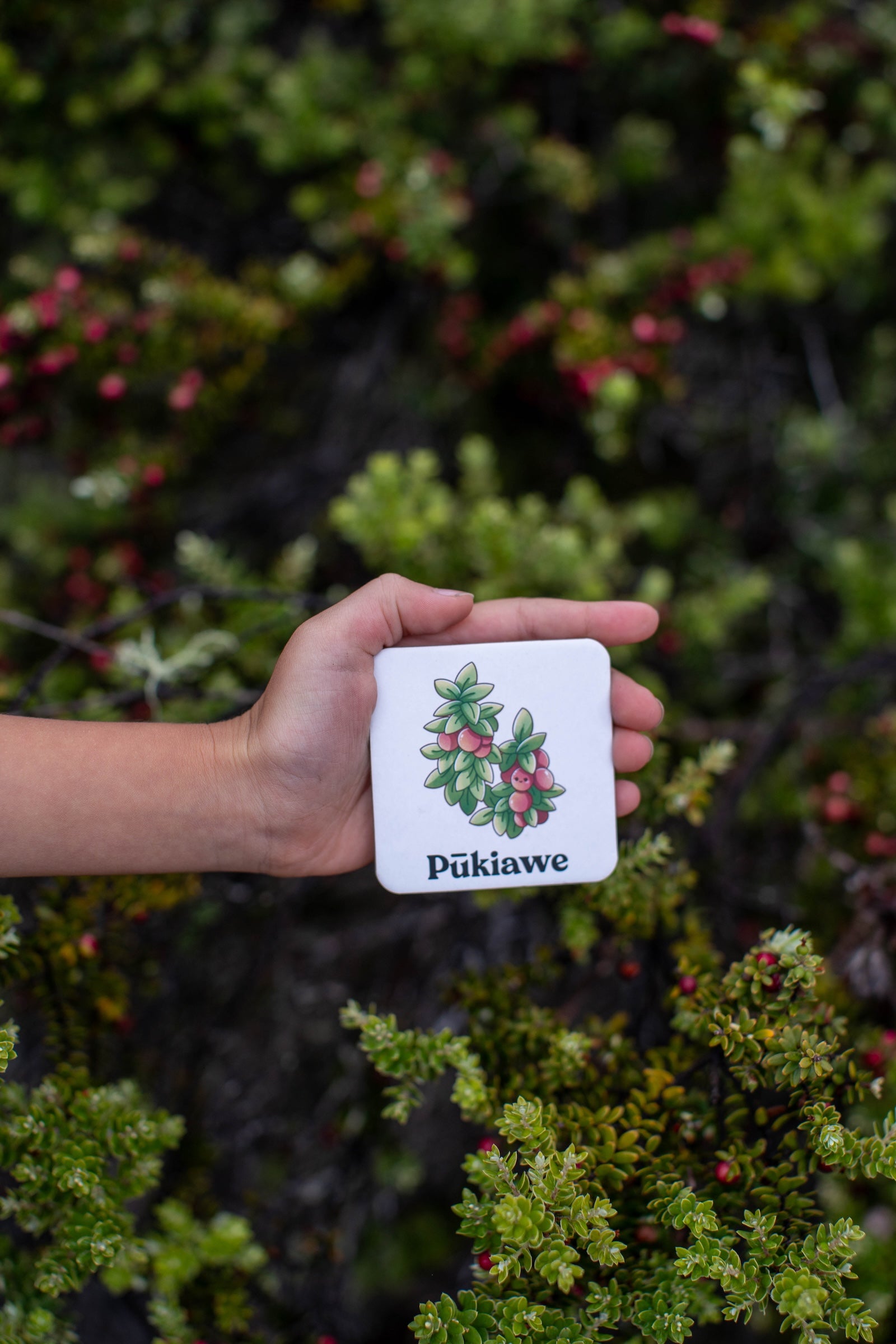 The Memory Game: Mauna Kea